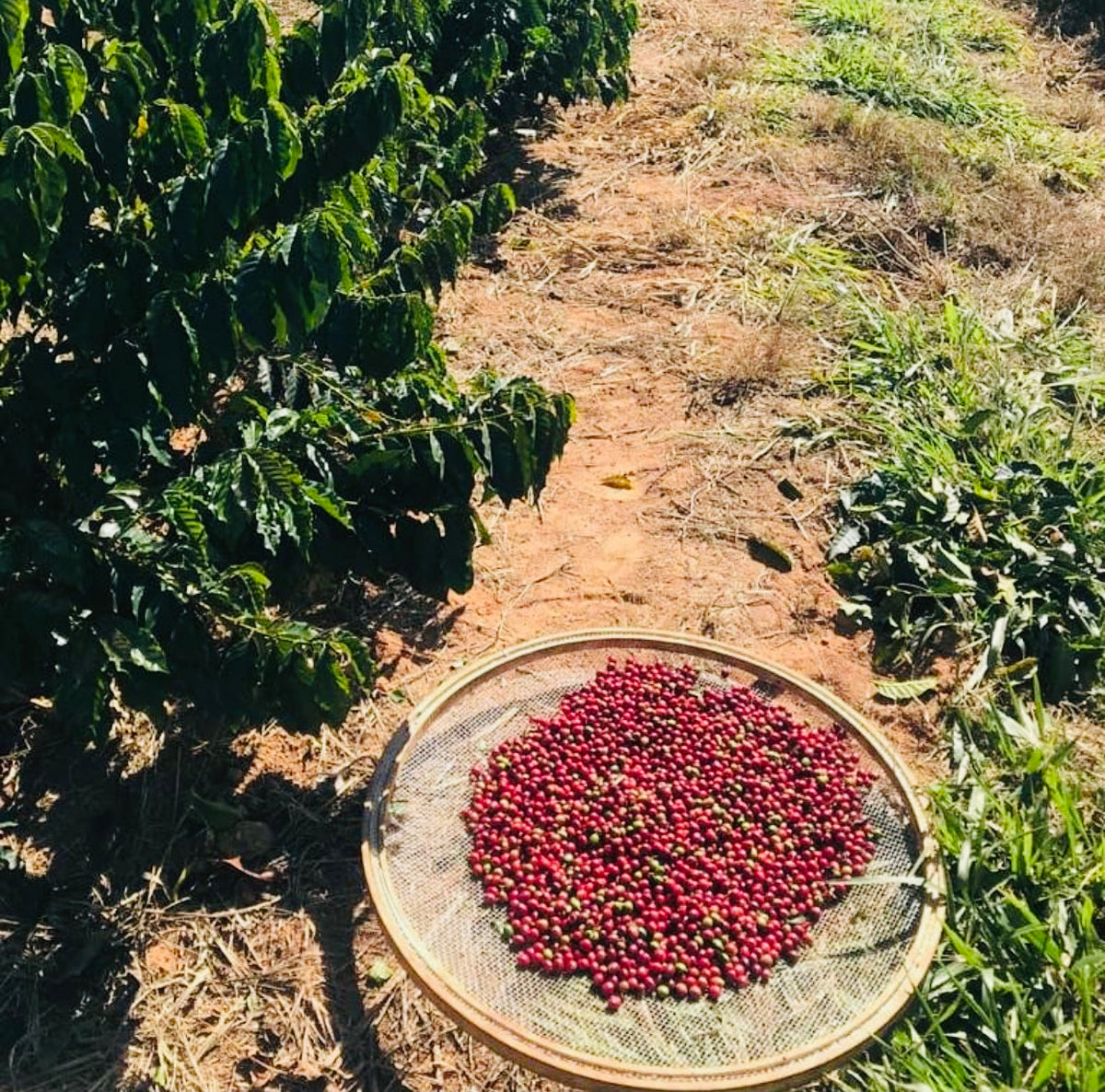 Exploring The Journey of Specialty Coffee From Farm to Cup – Jasper's ...
