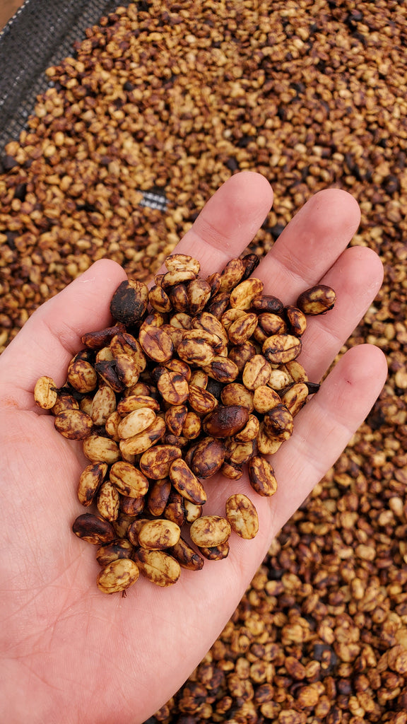 Experimental Coffee Processing | Diving into the world of co-fermentation in coffee processing at origin